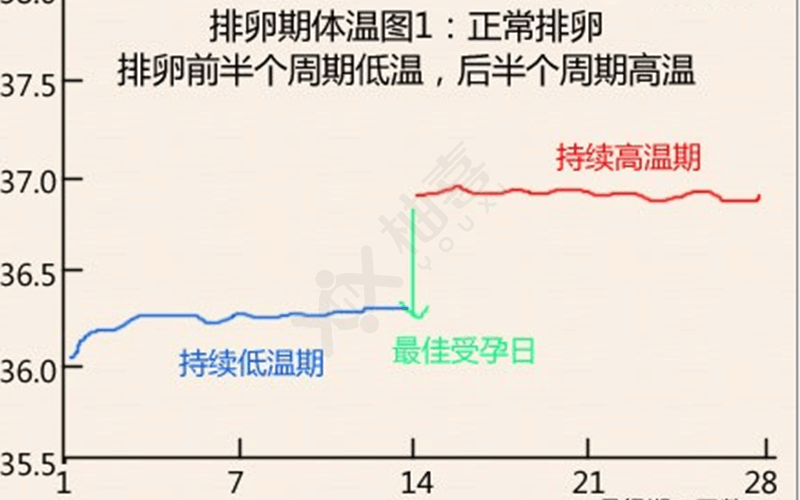 排卵期低温期与高温期明显