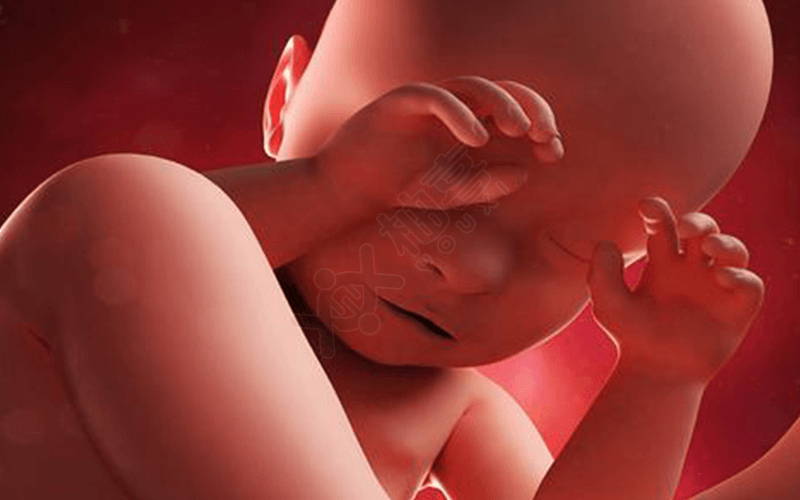 胎儿活动状态会影响胎心监护结果