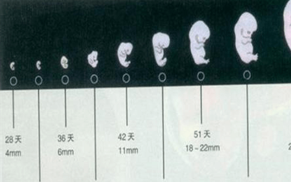孕囊大小和孕周、胎芽息息相关，对照表一目了然