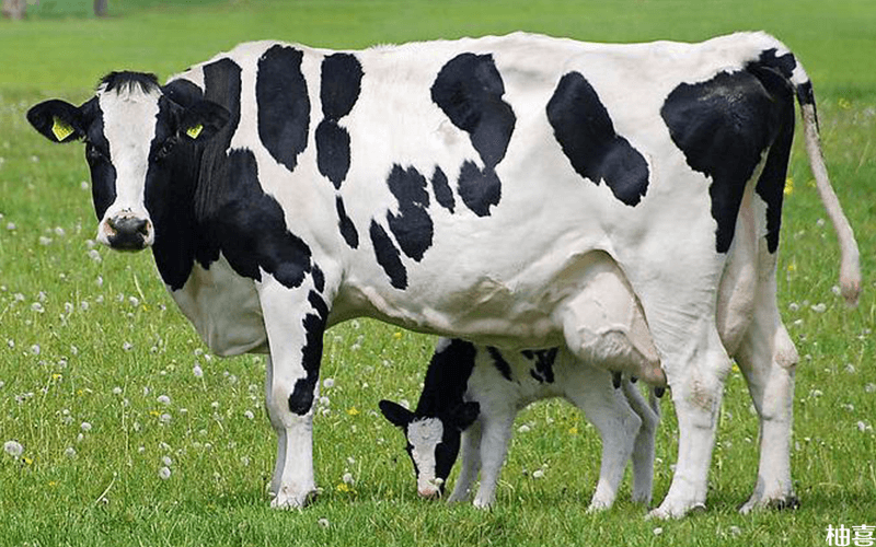 伊利奶粉汞超标的原因可能是奶牛的问题