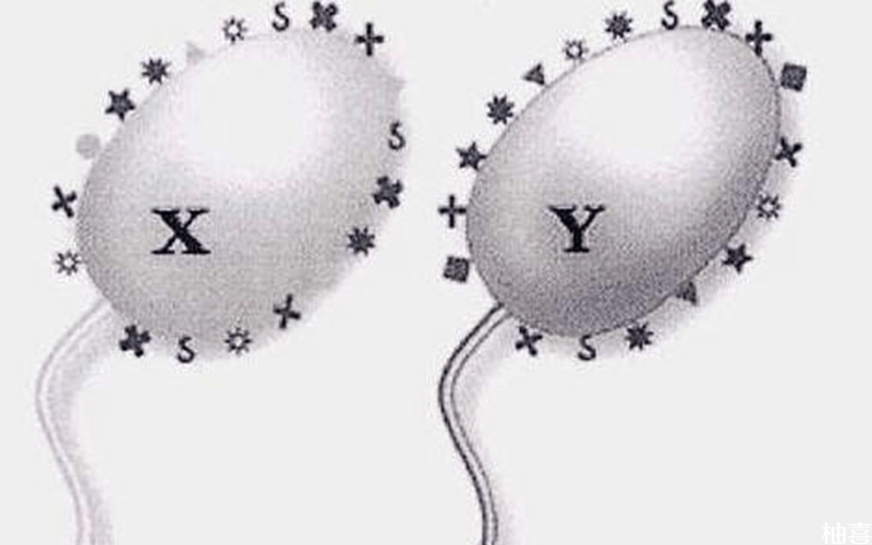 精子分离术可以分离x精子和y精子