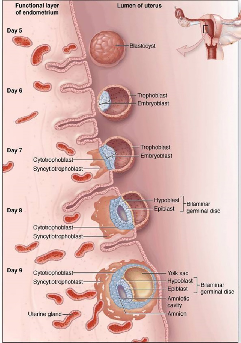囊胚移植后1到14天变化图
