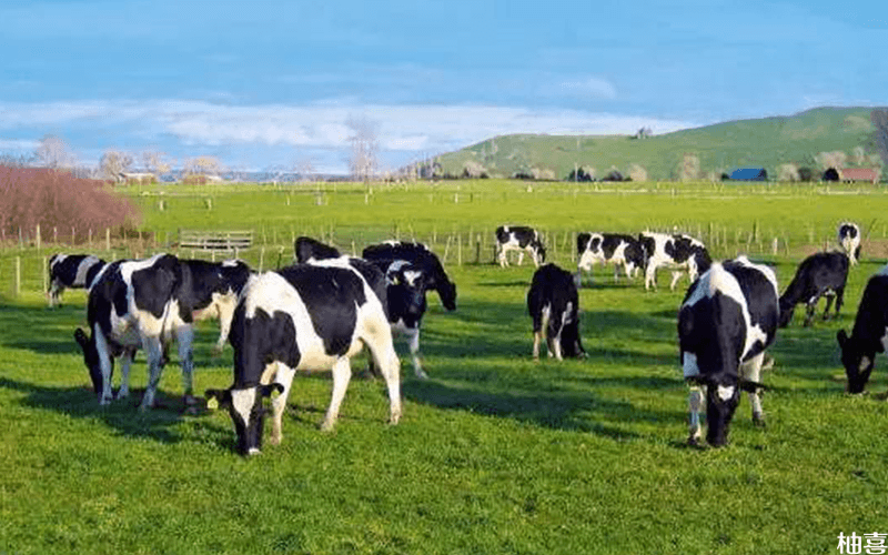 雅培金装小安素是选自新西兰牧场的奶源
