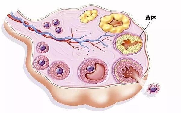 黄体期方案的4大适合人群，卵巢功能不好的女性细看！