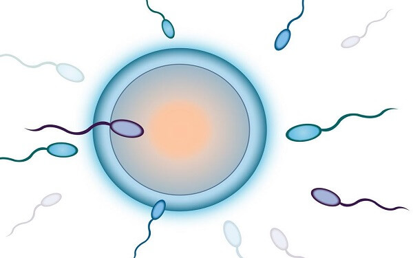 黄体期方案取卵数量揭秘，来自4位宝妈的真实经验！