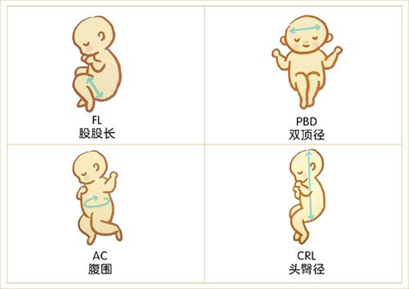 胎儿男女双顶径对照表图片