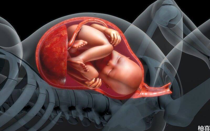 胎儿横位的先露部位解析