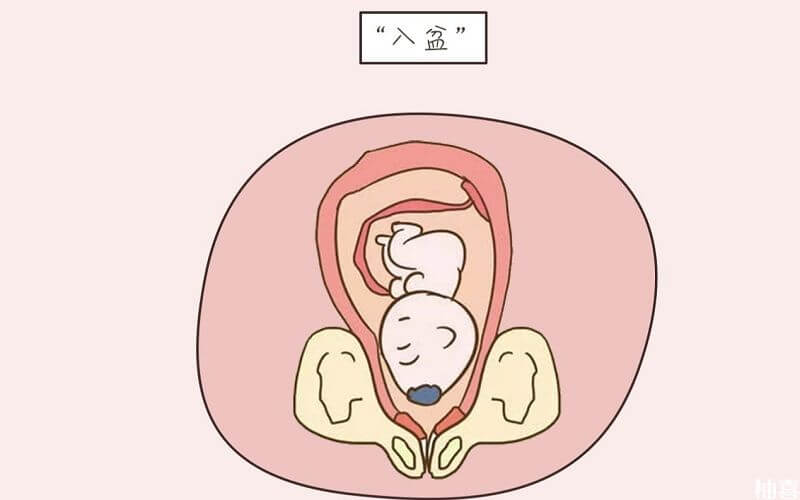 胎儿横位一般不会入盆