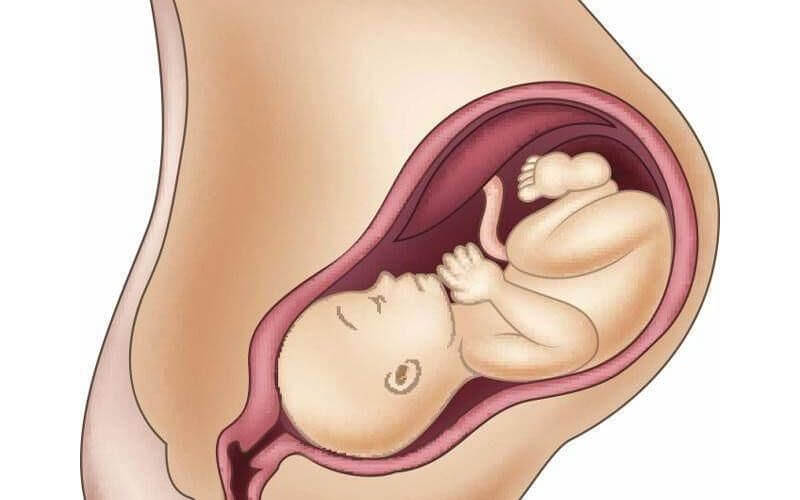 胎儿入盆图片