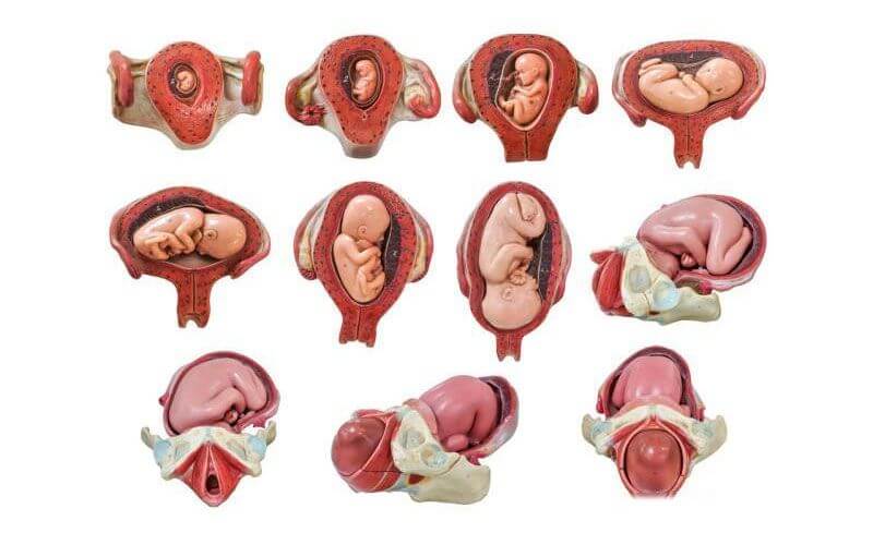 胎儿入盆步骤图
