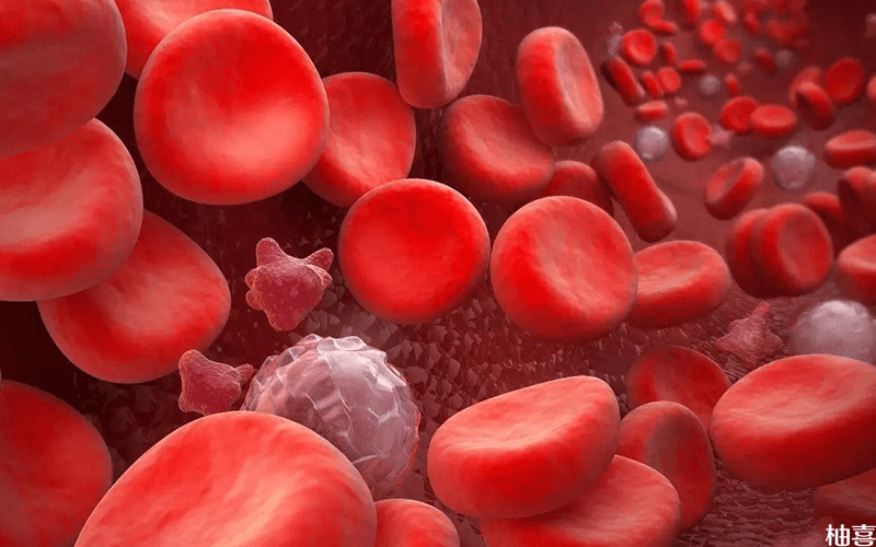 rh血型红细胞