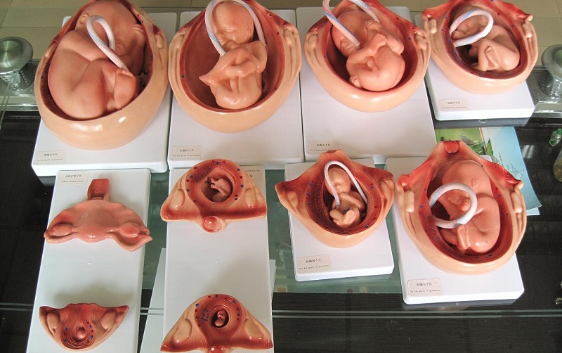 十月怀胎胎儿成长发育图