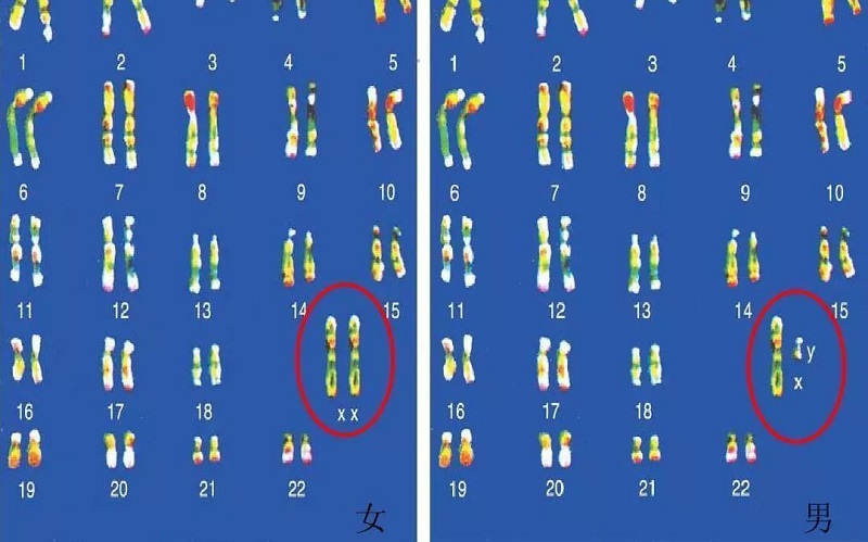 X/Y染色体受影响图