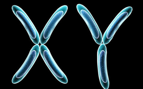 精子xy染色体筛查怎么做分离的？