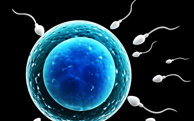 精子卵子有丝分裂图