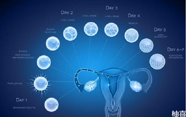 试管胚胎移植失败后如何调养卵巢进行第二次移植？