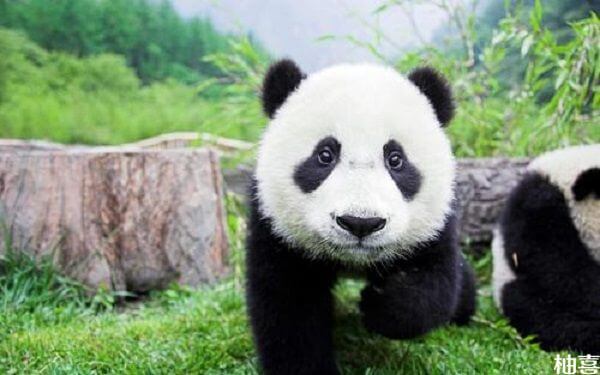 孕妇梦见熊猫是暗示着生男还是生女？