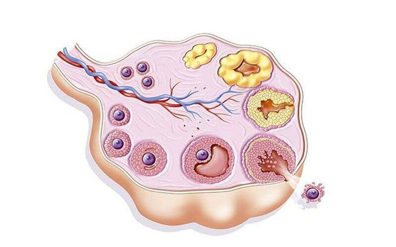 卵泡囊肿与卵泡大小不同