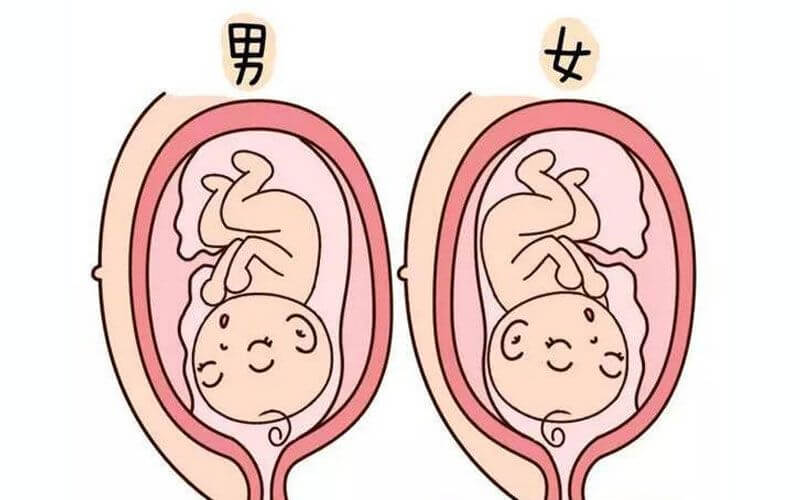 胎盘位置可看胎儿性别