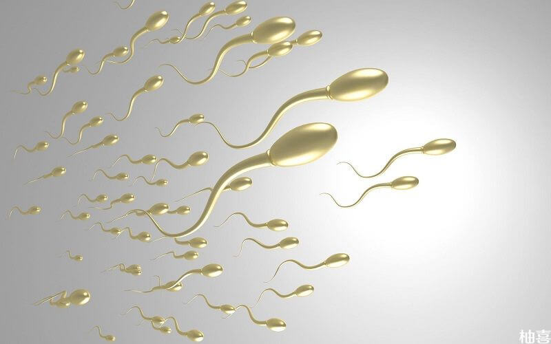 男性精子有xy精子两种性染色体