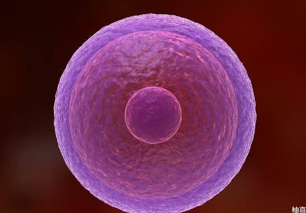 女性抗精子抗体阻碍精子与卵子的结合
