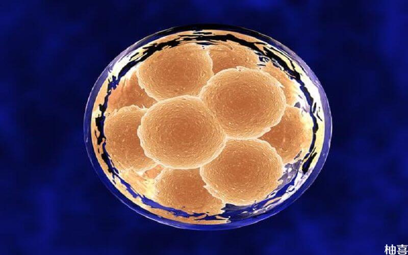 三代试管胚胎等级为3aa的囊胚质量