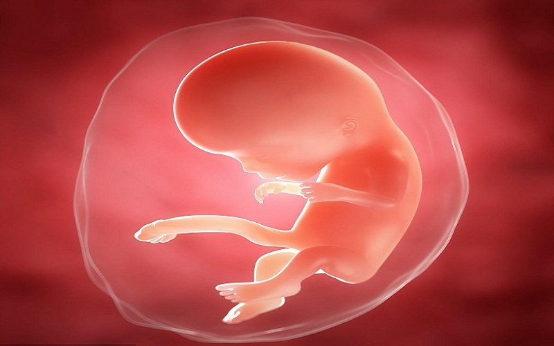 五天的囊胚比六天的发育好