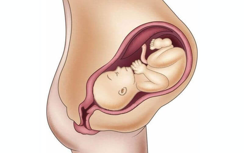 子宫下降时间在生前2-3周