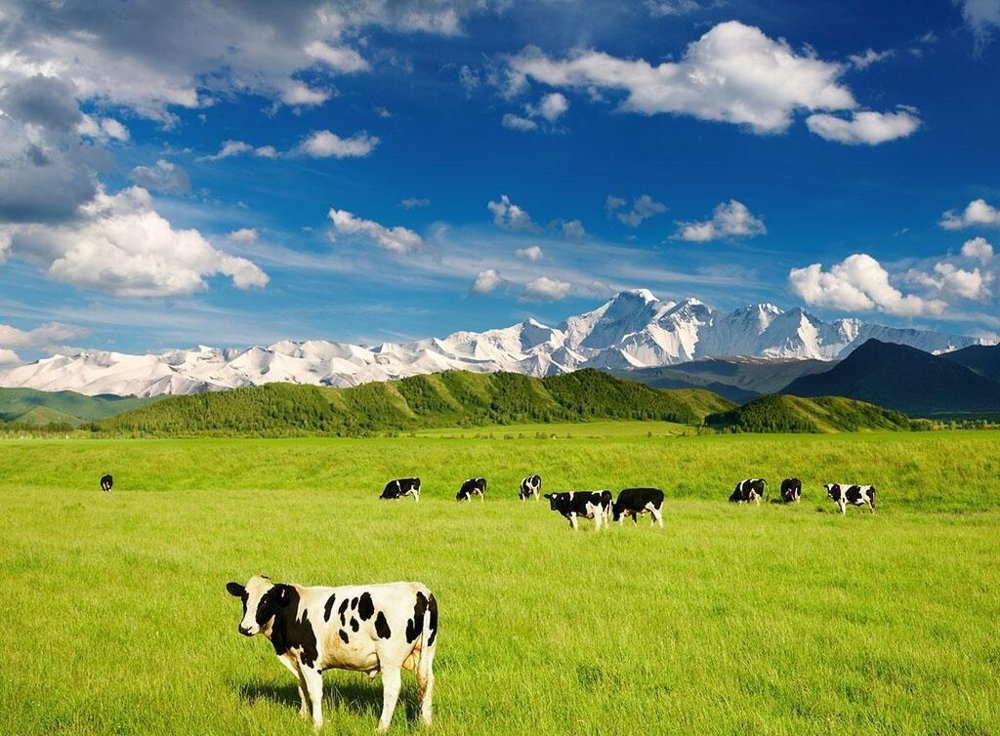 和氏羊奶粉奶源依托57万亩高山草甸牧场