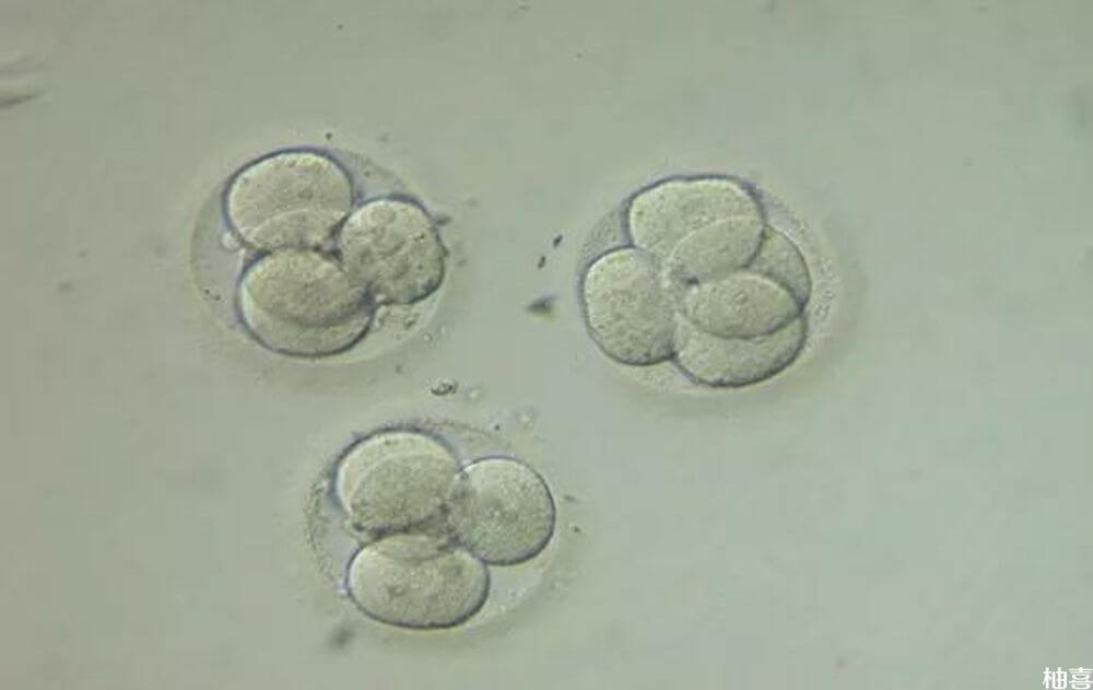 胚胎的生长速度不能过慢或者过快