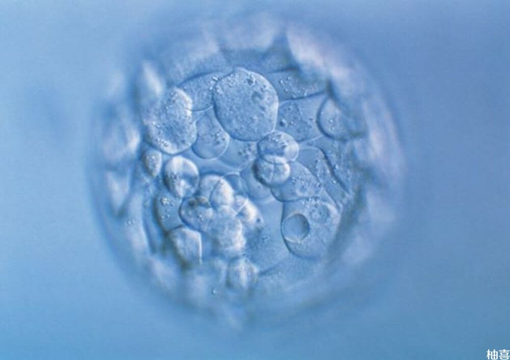 胚胎融合是进行培育试管婴儿的一种手段