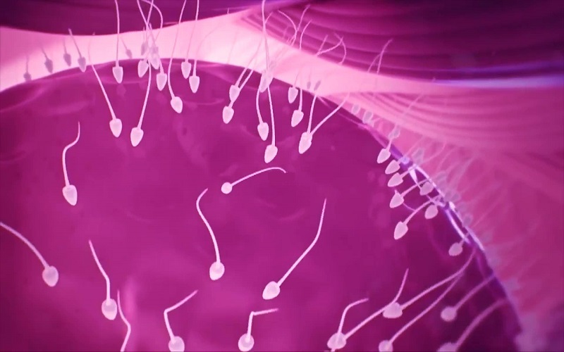 男性的Y精子与X精子出现的频率一般情况下是一样的