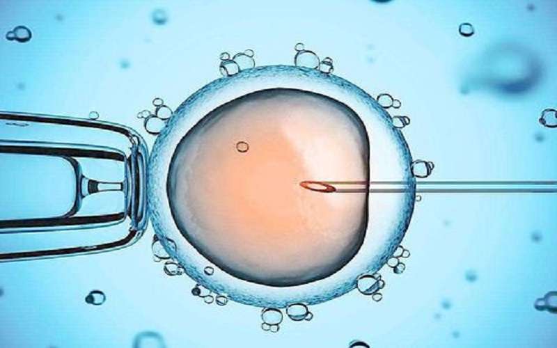 鲜胚是指受精卵培育到第3天的时候