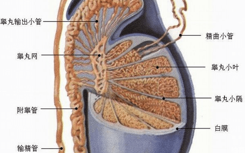 解剖 睾丸 近距离图片