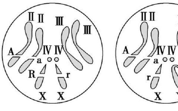 染色体检查为47XXY的孩子可以要吗？