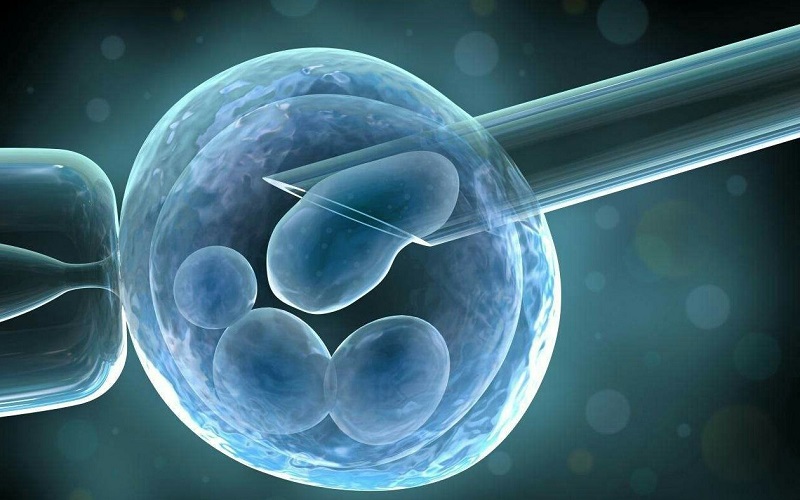 高级别胚胎不能决定宝宝智商