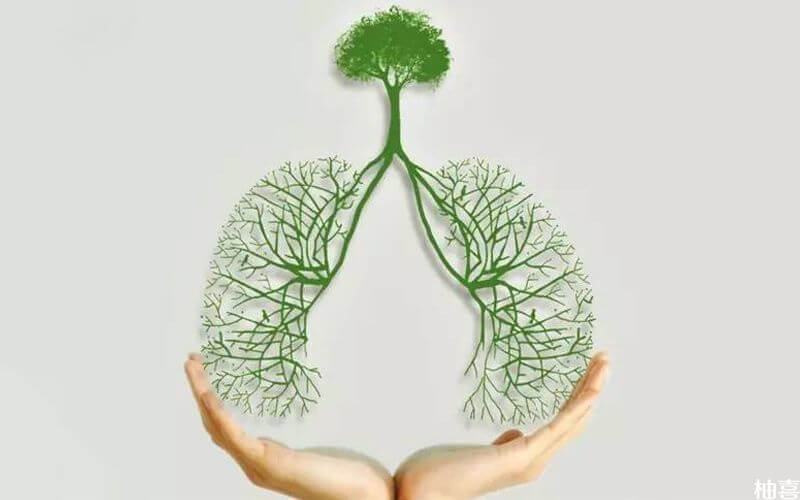 人体的肺部
