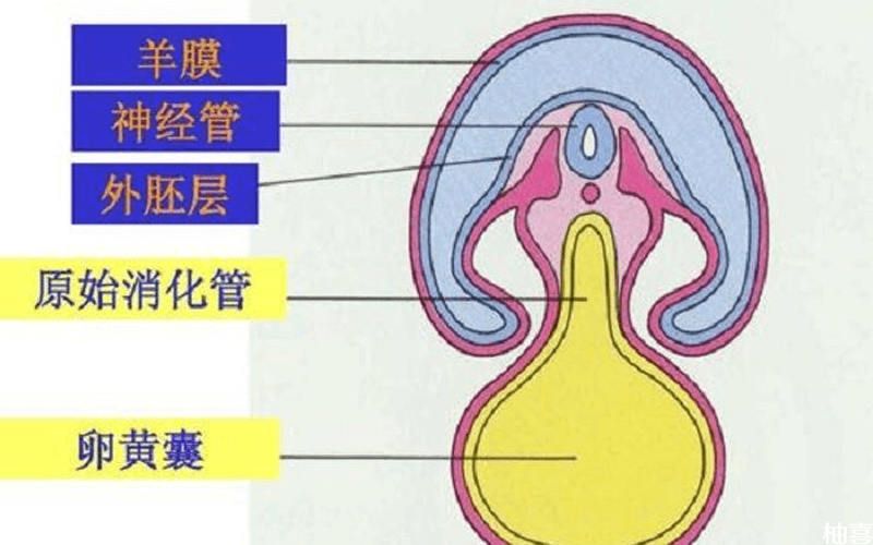孕早期胚胎结构