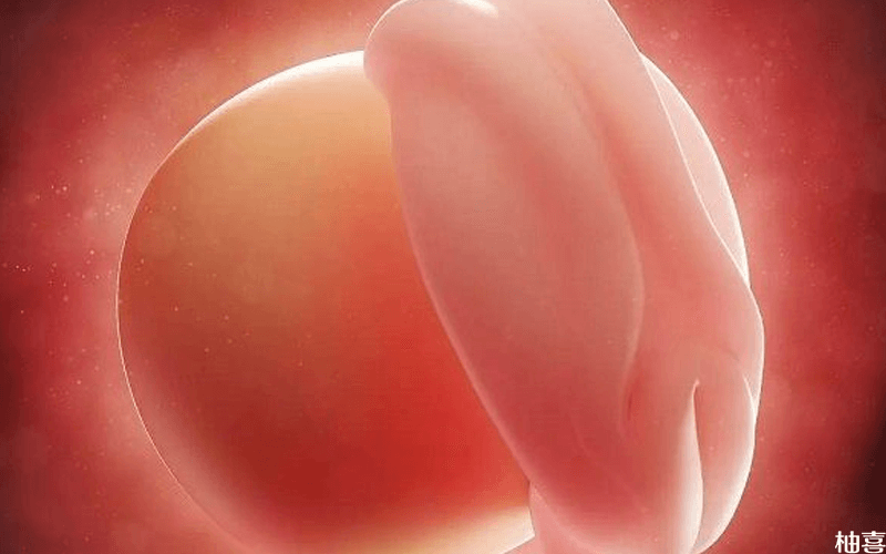 孕期营养可影响卵黄囊发育