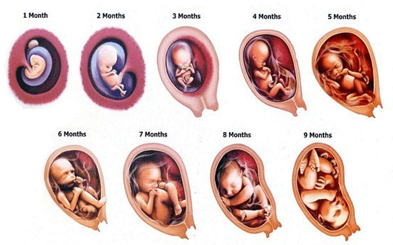 胚胎发育过程简图图片