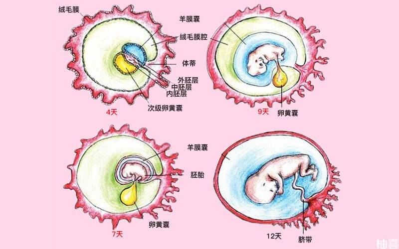 卵黄囊结构示意图