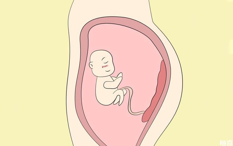 胎盘未形成前由卵黄囊提供营养