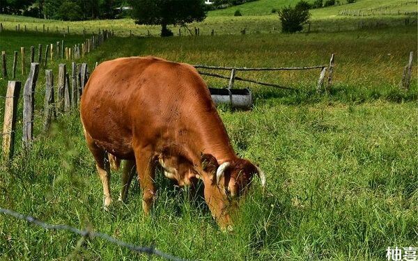 2022年属牛命最差的月份是农历6月吗？