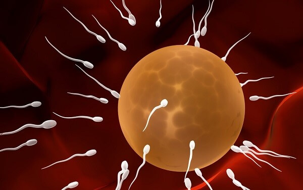 卵子与精子形成受精卵通常是在哪个位置？