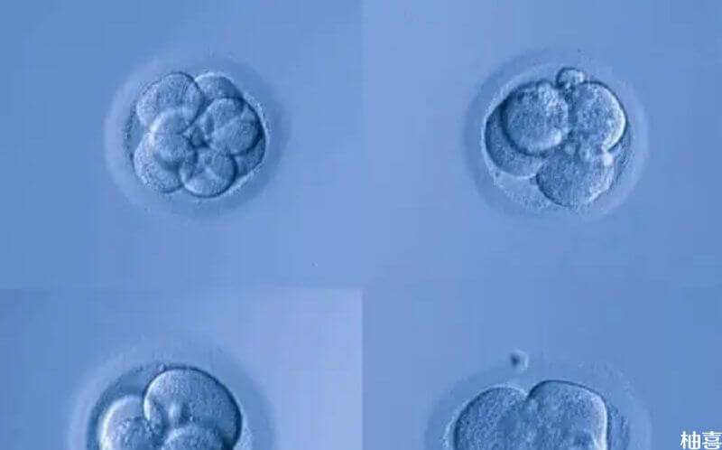 移植是要经过液氮冷冻的,在冷冻和解冻的过程中,质量较差的胚胎就会被