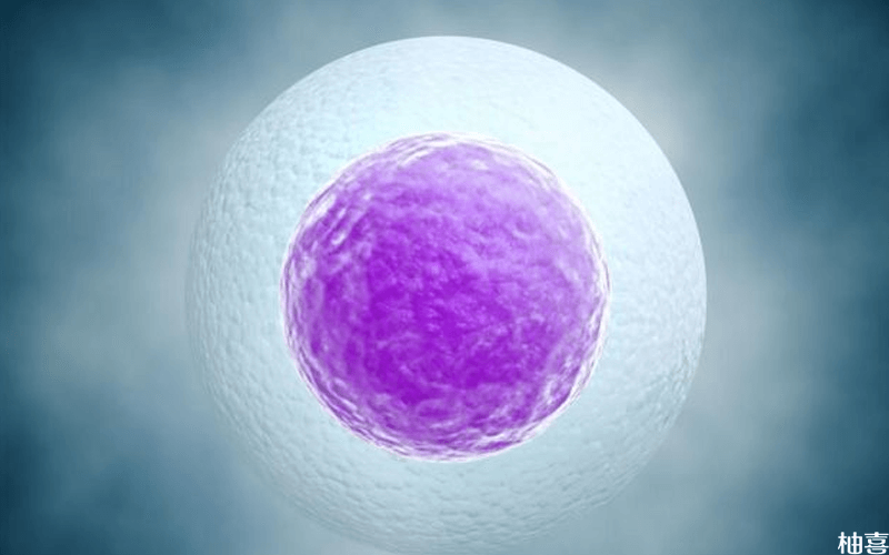 卵泡发育阶段