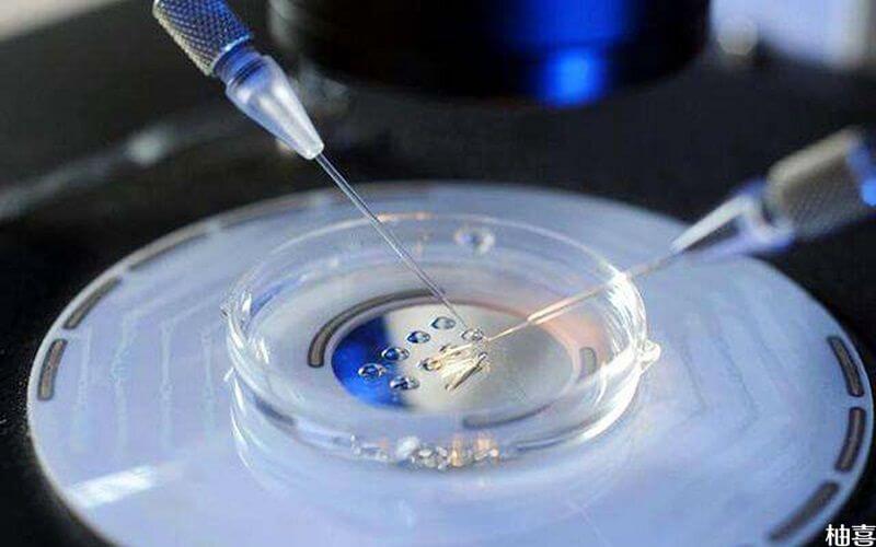 融合胚胎
