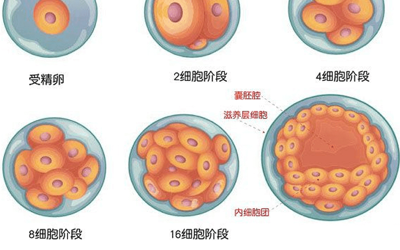 囊胚发育