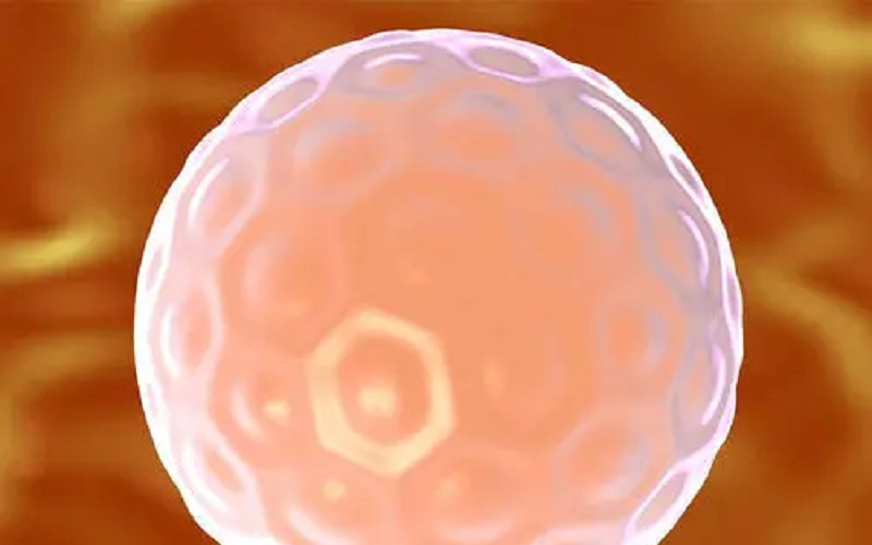 囊胚移植要提供B超报告