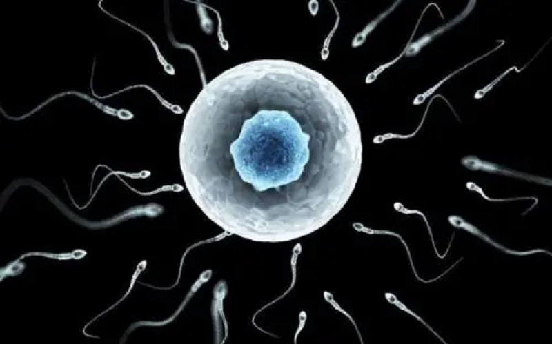 优胚养囊养死的原因可能是精子和卵子的质量问题
